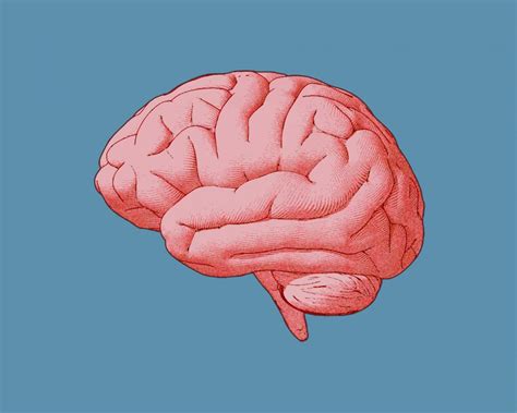 Healthy Fats for Brain: 4 Reliable Types of Fats to Follow