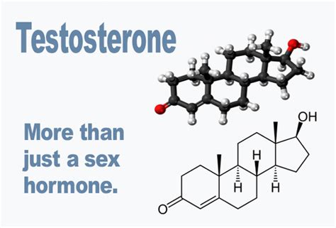 Testosterone-important to men's health in a number of ways - Optimal ...