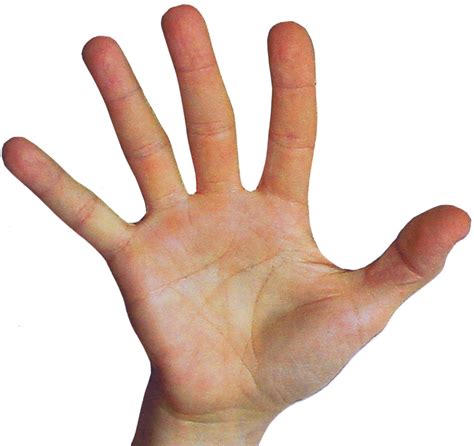 mark seltman rt hand - Mark Seltman's Real Palmistry BlogMark Seltman's ...