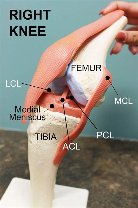 U Of T Anatomy Internals birds anatomy, internal parts of a bird with ...