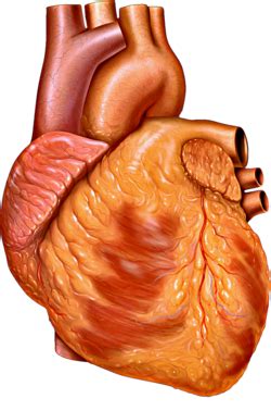 Heart - Wikipedia