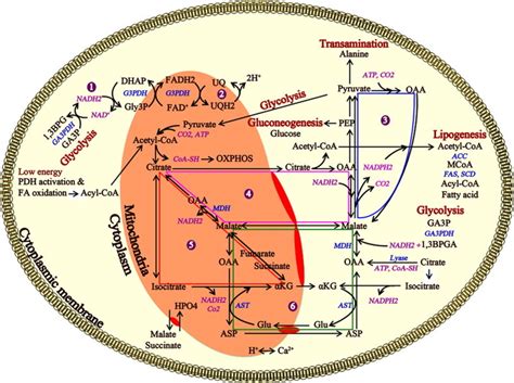 Carbohydrate Metabolism Diagram | Quizlet