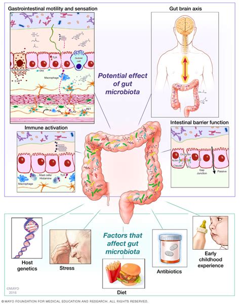 Impact of Gut Microbiota on Host Physiology - Gut Microbiome Laboratory - Mayo Clinic Research