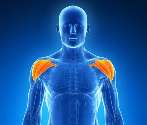 Shoulders. Yep, That’s The Title. - Push Fitness Online