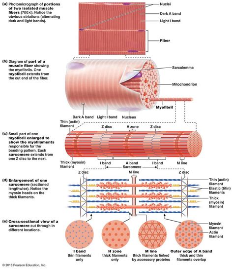 Skeletal and muscular systems | biology