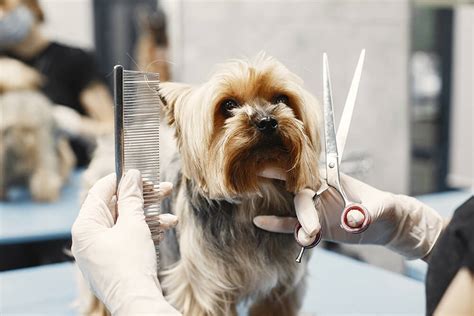 Best Grooming Service in UAE - Pets Lounge UAE