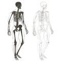 Image of skeleton body parts | CreepyHalloweenImages