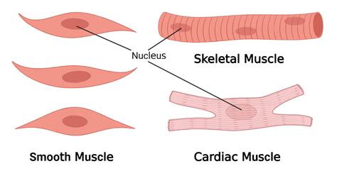 Types of Muscle Tissue (Skeletal, Smooth, Cardiac Muscle)