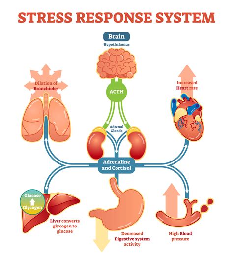 Stress Psychology Presentation