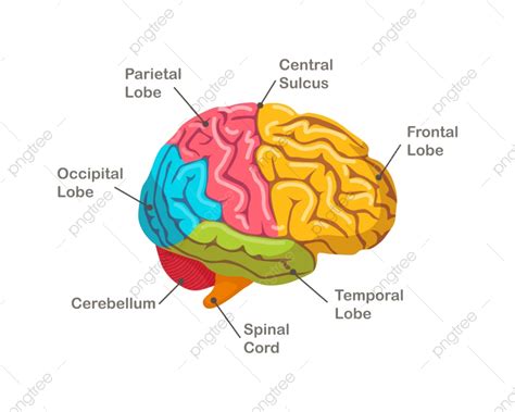 Sections Of Human Brain, Lobe, Neurology, Head PNG and Vector with ...