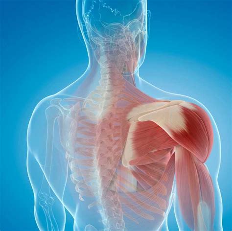 Common Shoulder Problems