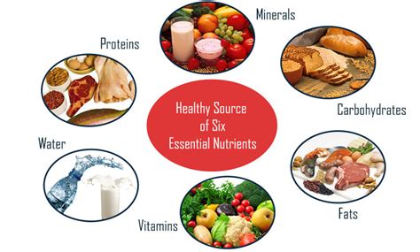 6 essential nutrients Diagram | Quizlet
