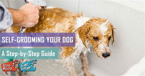 A Step-by-step Guide To Dog Grooming | Pet Hero