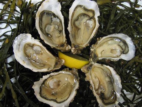 Irish Oysters - Elite Food Pte LtdElite Food Pte Ltd