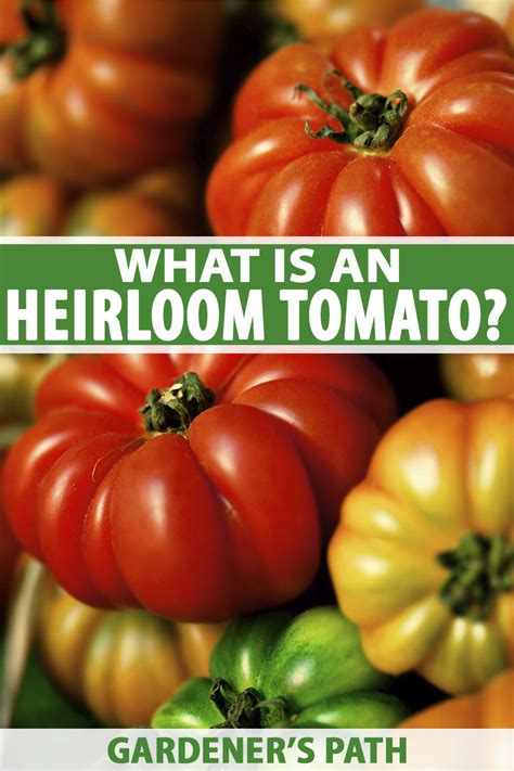 What Is an Heirloom Tomato? | Gardener’s Path