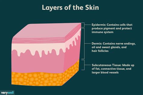 Skin: Anatomy and Function