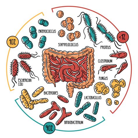 Vector infographics of the human gut microbiota 3238434 Vector Art at Vecteezy