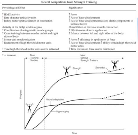 FPM 4440W Adaptations to Resistance Training - Anaerobic (Muscle Growth) Flashcards | Quizlet