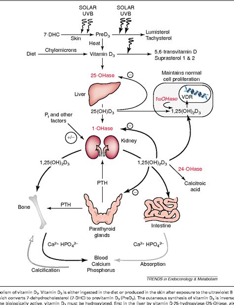 Vitamin D And Prostate Cancer Prevention