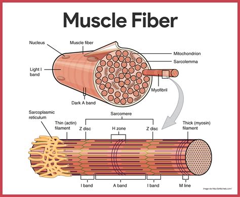Skeletal Muscle Cell Structure