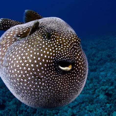 Giant Puffer Fish Puffed Up