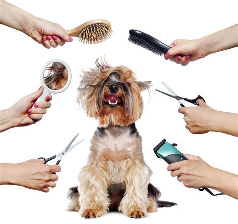 Dog Grooming - Muttz with Mannerz™