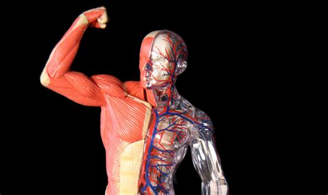 Muscle Gain 101 - Dynamic Health Fitness