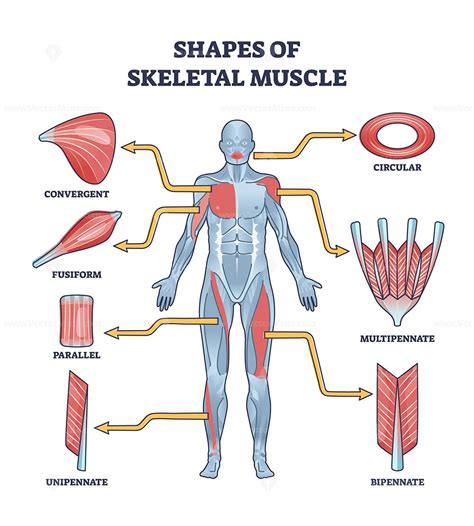Shapes of skeletal muscles with various muscular types outline diagram ...