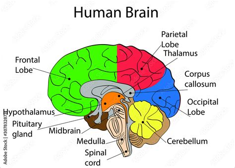 Human brain anatomy diagram. Isolated icon vector illustration design ...