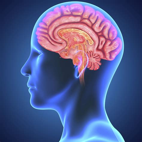 Amazing 10 Facts About Brain