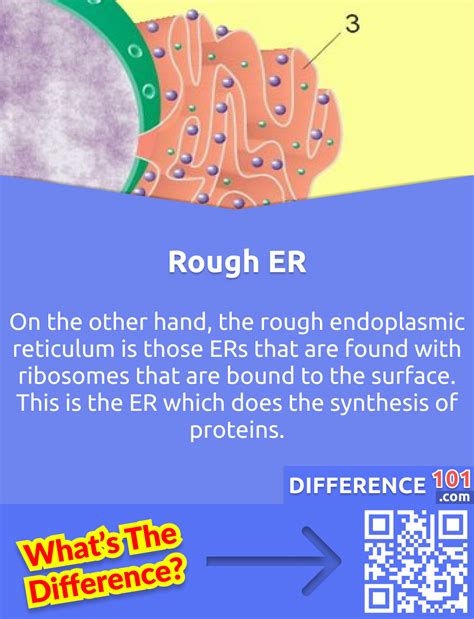 Smooth vs. Rough Endoplasmic Reticulum: 6 Key Differences, Structure, Functions | Difference 101