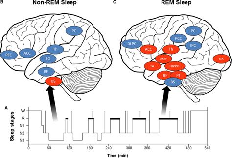 Frontiers | Heart rate variability: a tool to explore the sleeping ...