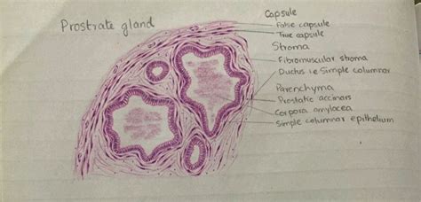 Prostate Gland Histology