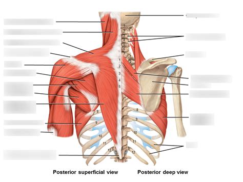 posterior thoracic muscle Diagram | Quizlet