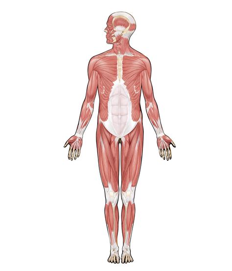 Human muscle system | Functions, Diagram, &amp; Facts | Britannica