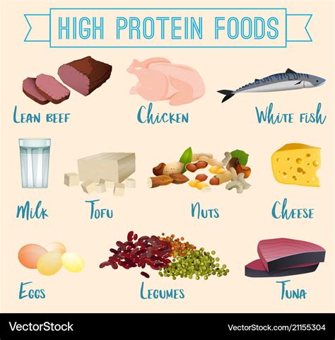 High protein foods set Royalty Free Vector Image