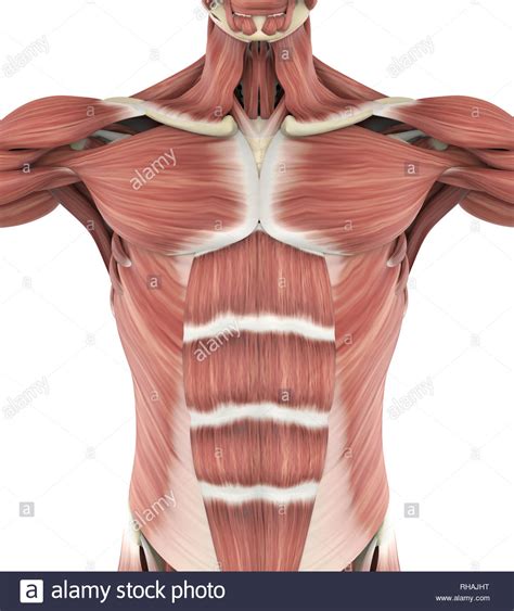 Upper Torso Muscle Anatomy