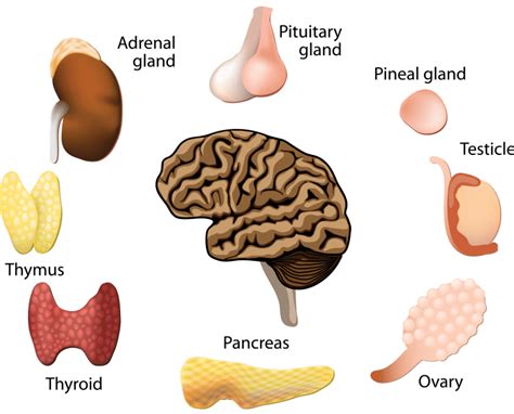 All About Hormones: How they Function to Keep You Healthy - Ask The Scientists