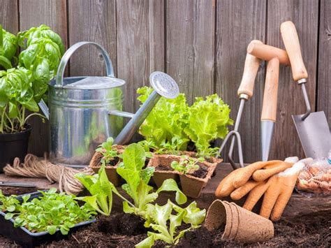 Gardening For Beginners – Starting A Garden At Home The First Time | Gardening Know How