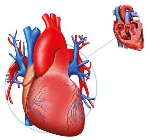 Human Heart Facts | What Is The Heart | DK Find Out