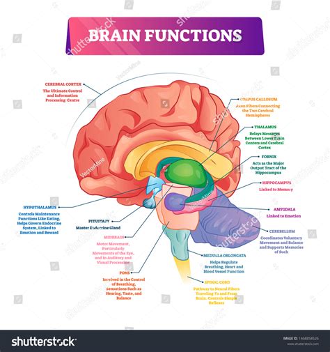Psychology Brain Diagram Labeled With Functions The Human Br
