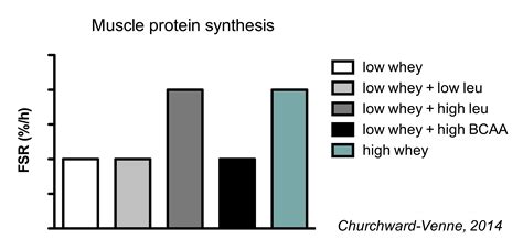 The Ultimate Guide to Muscle Protein Synthesis