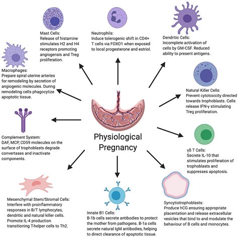 Frontiers | Mechanisms of Key Innate Immune Cells in Early- and Late-Onset Preeclampsia