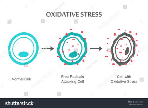 46 Free Radicals Oxidative Stress Cell Damage Images, Stock Photos &amp; Vectors | Shutterstock