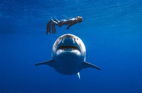 Pictures Of Deep Blue The Great White Shark at Sammy Parra blog
