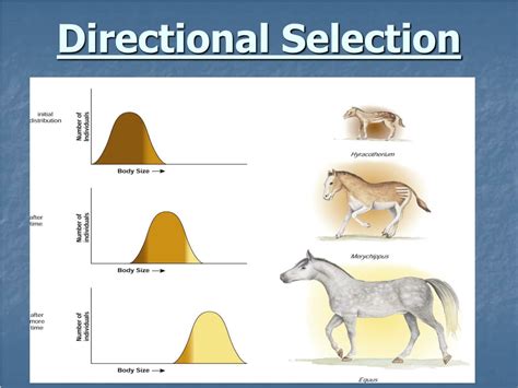 PPT - Understanding Evolution: Process, Genetics, and Speciation ...