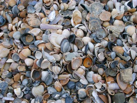 Free Stock photo of Background texture of broken seashells and pebbles ...