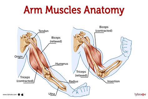 Tricep Muscle Anatomy
