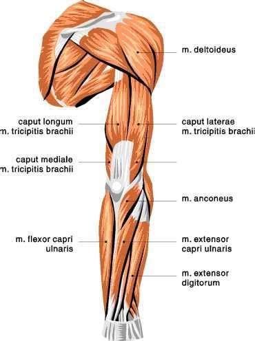 Posterior Arm View: Deltoids, Triceps Brachii, Anconeus, Flexor Carpi ...