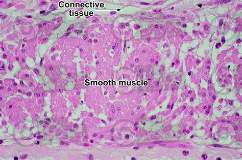 Smooth Muscle